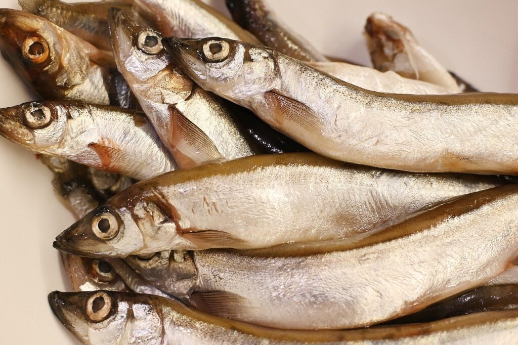 Poissons frais entiers étalés côte à côte sur une surface.