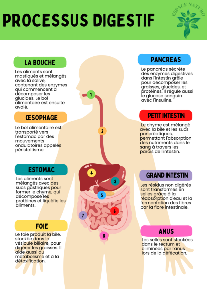 Infographie illustrant les étapes du processus digestif, incluant la bouche, l'œsophage, l'estomac, le foie, le pancréas, le petit intestin, le gros intestin et l'anus.