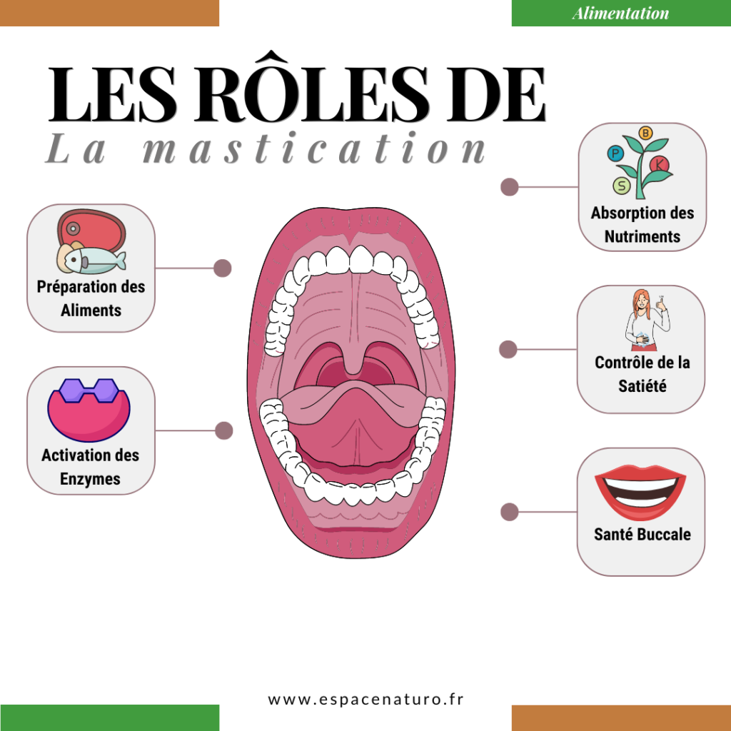 Infographie expliquant les cinq rôles importants de la mastication : préparation des aliments, activation des enzymes, amélioration de l'absorption des nutriments, contrôle de la satiété et santé buccale.