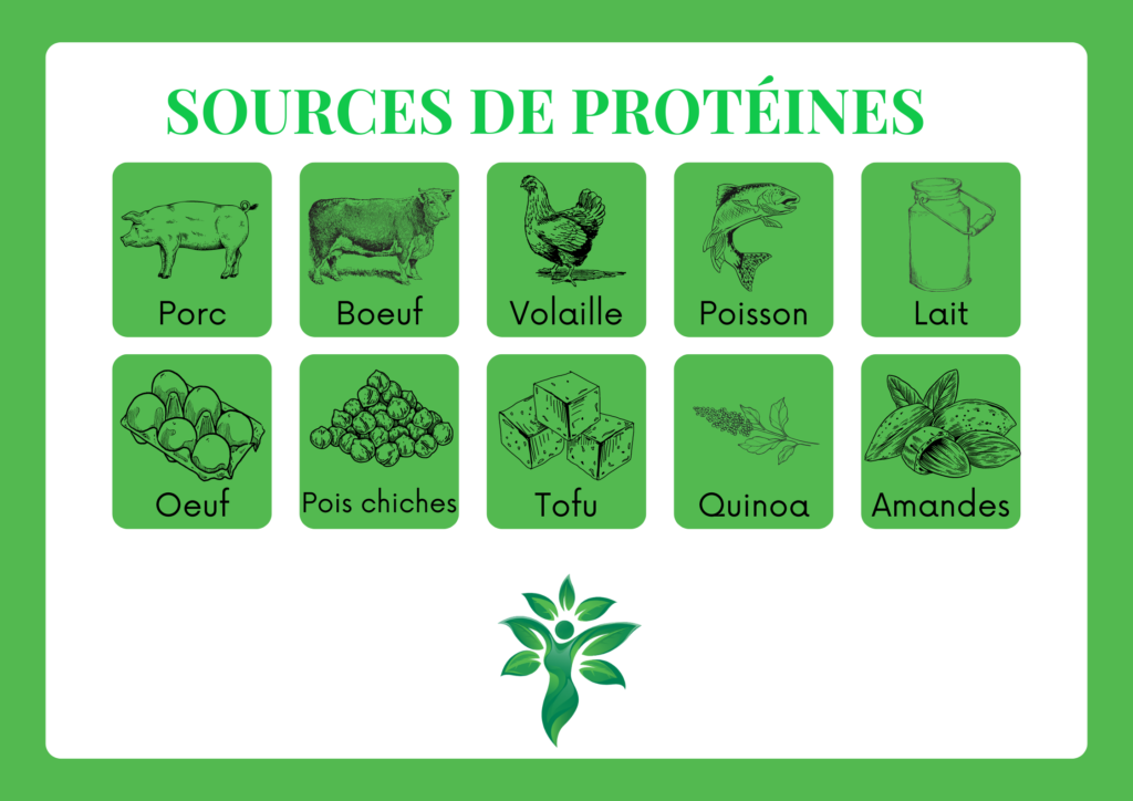 Infographie montrant diverses sources de protéines, incluant le porc, le bœuf, la volaille, le poisson, les œufs, les pois chiches, le tofu, le quinoa et les amandes.