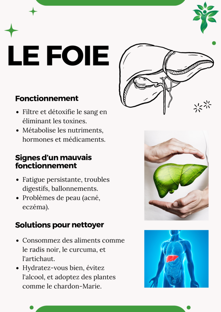 Illustration du foie avec des conseils de soutien, tels que l'alimentation et l'hydratation pour optimiser son fonctionnement.