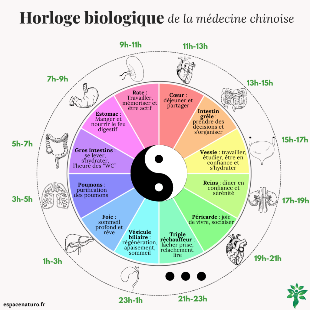 Schéma des cycles de l'horloge biologique chinoise et des organes correspondants.