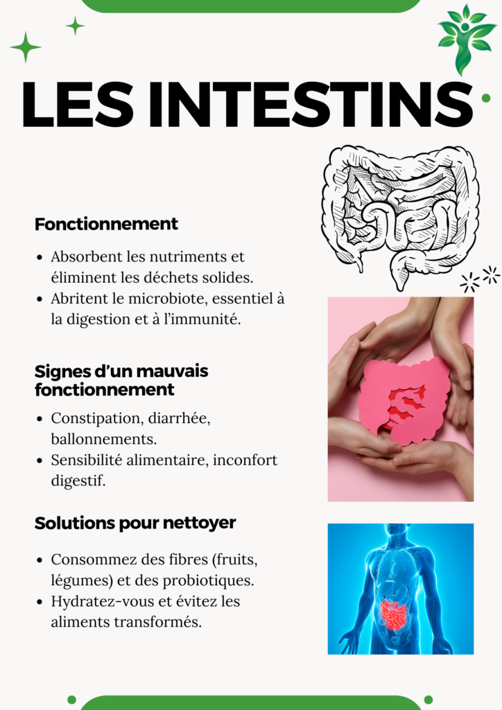 Illustration des intestins, avec des solutions naturelles pour améliorer la digestion et l'élimination des déchets.