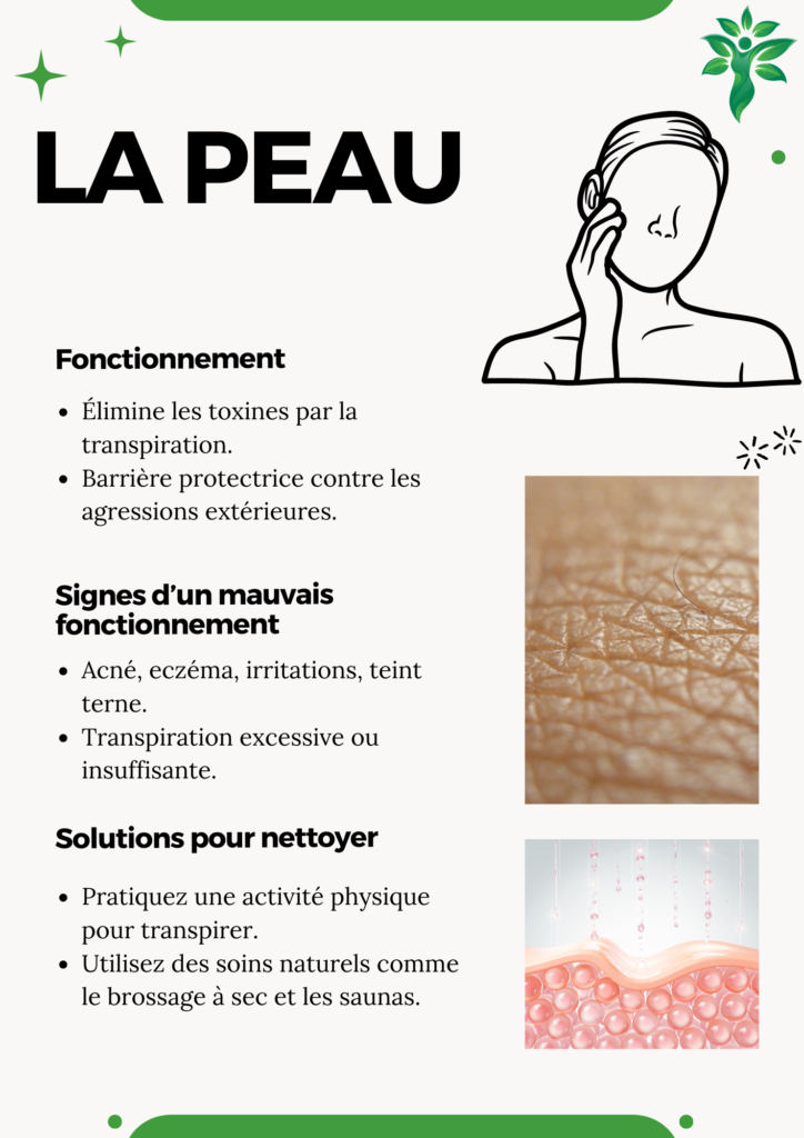 Illustration de la peau, avec des recommandations pour l'aider à éliminer les toxines via la transpiration.