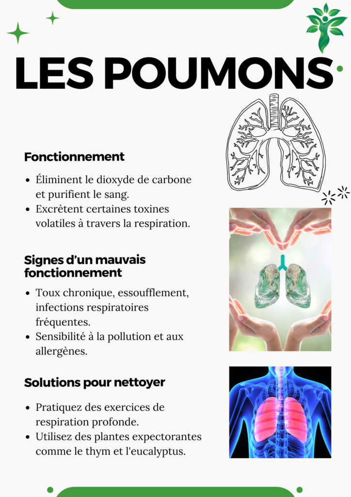 Illustration des poumons, avec des astuces pour améliorer leur fonctionnement et les nettoyer naturellement.